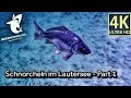 Schorcheln im Lautersee - Part 1