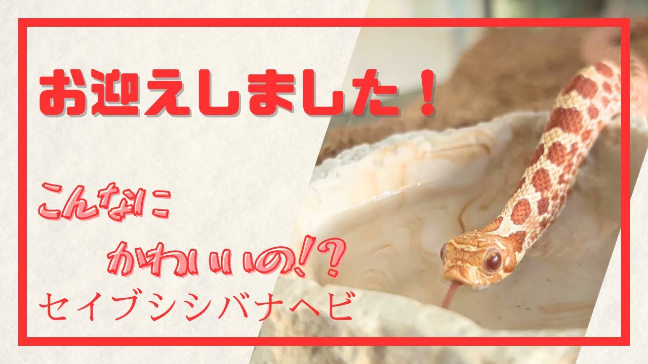 【初めてのセイブシシバナヘビ】ついにお迎え！ケージレイアウトと飼育環境紹介！