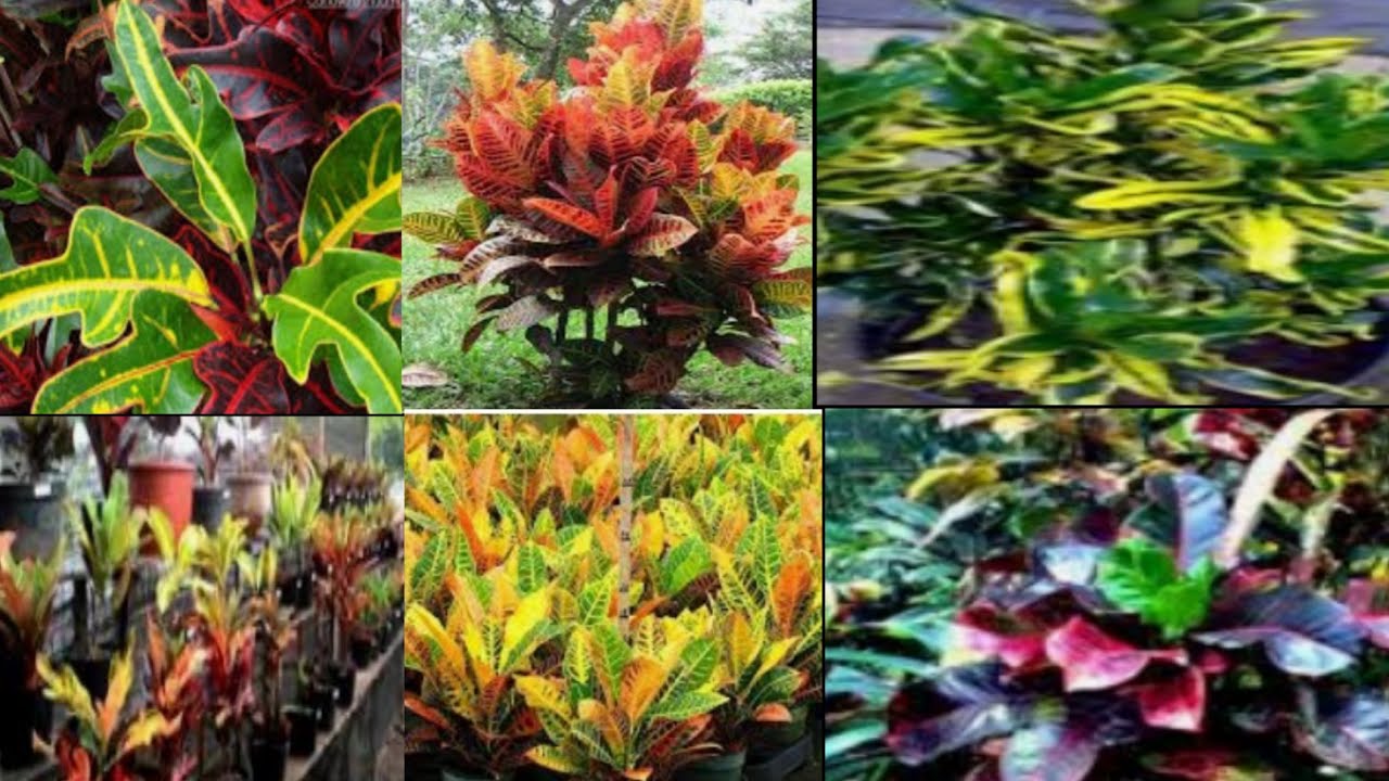 10 Jenis Tanaman Hias Bunga Puring