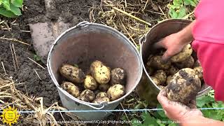 Выращивание картофеля в развал.