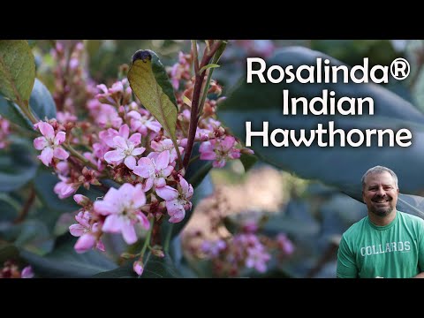 Vídeo: Indian Hawthorn Care: com cultivar una planta d'arç indi