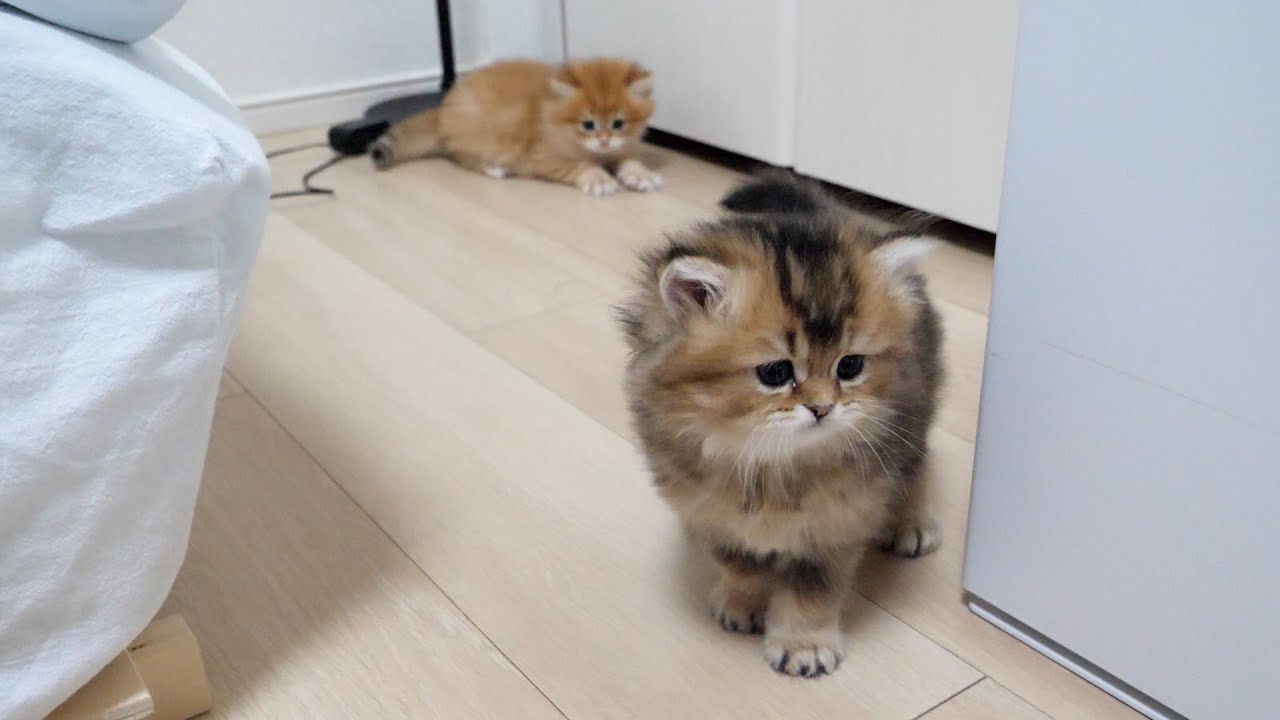 Here are the kittens—so energetic they'd surprise even their big brother cat...