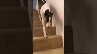 Stair masters #greyhounds