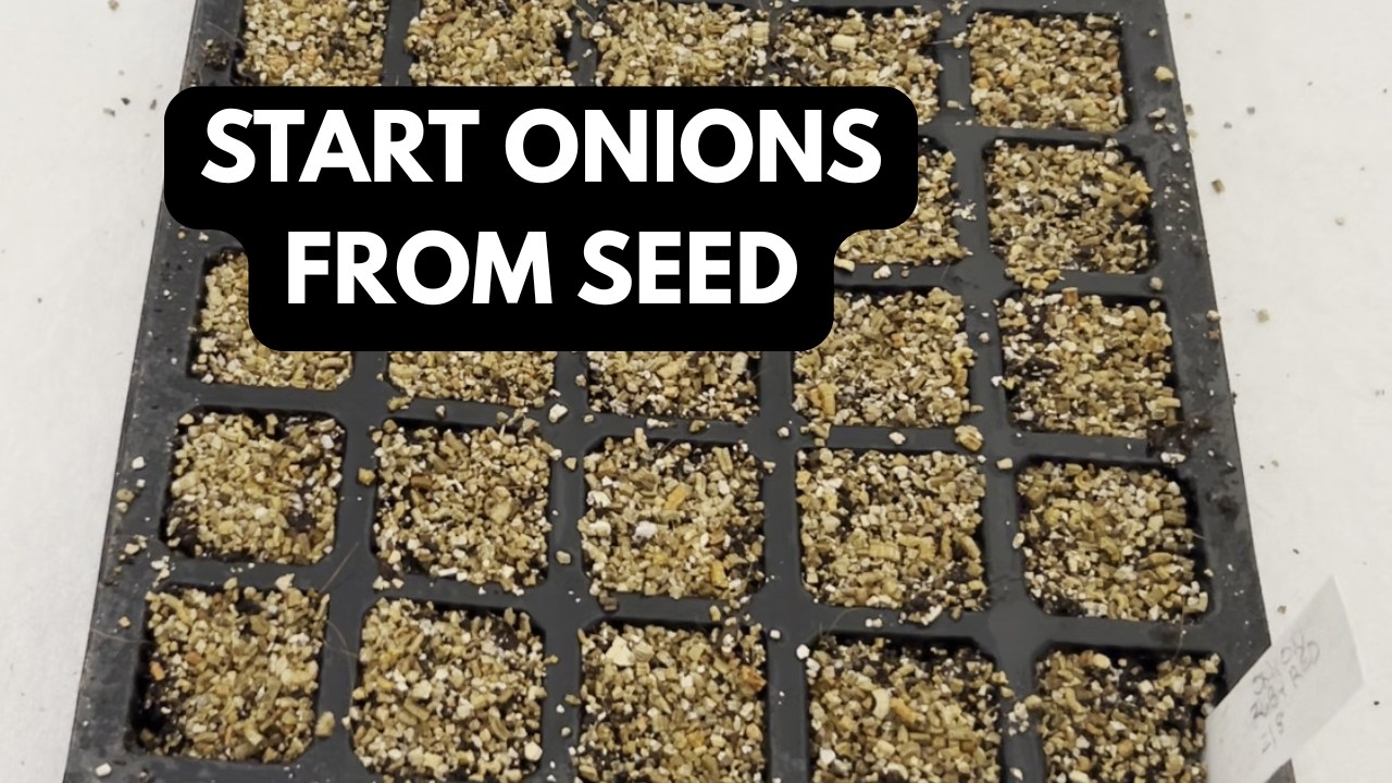 When I Start Onion Seeds Indoors Zone 7a (And Why)