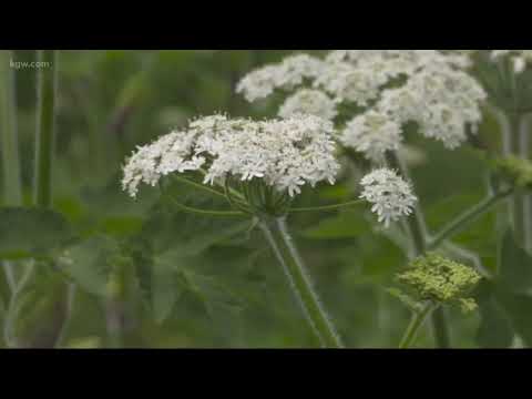 Video: Warum war Fort Clatsop wichtig?