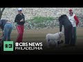 How to help your dog become more social | Pet Project