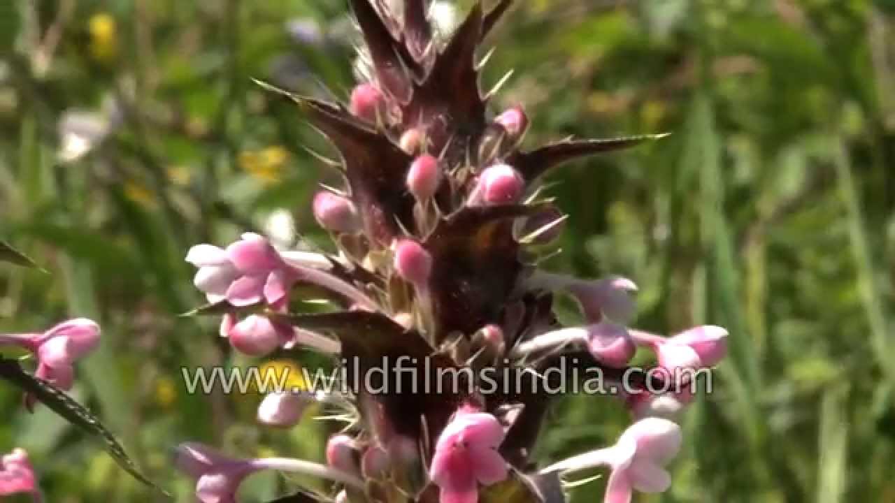 Morina longifolia flowers in a Himalayan meadow - Valley of Flowers