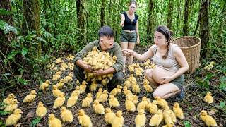 166 Days Harvesting 1000 Ducklings to Sell ❗ We Couldn't Believe Where They Were Hiding