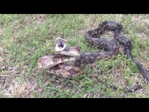 strike force heroes Western ratsnake behavior