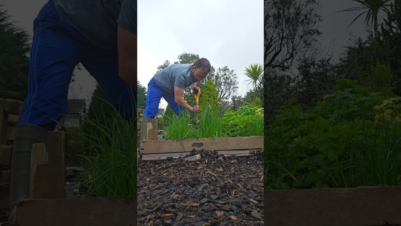 Time to lift and divide perennials 