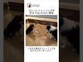 ボーダーコリーに柴犬を訓練させたところ...