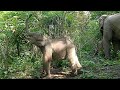 น้องทับเสลากับแม่ๆ ๑๙-๒๒ ก.ย. ๒๕๖๔ (Thap Salao baby elephant and foster mommies. Sep 19-22 , 2021)