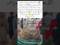 The Blessed Turban Associated with Prophet Muhammad ﷺ 🤍#trending#viral video#Islamic short#ytshorts#