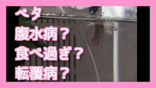 ベタ 腹水病 食べ過ぎ Youtube