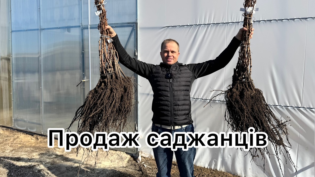 Саджанці винограду від Ткаченко.