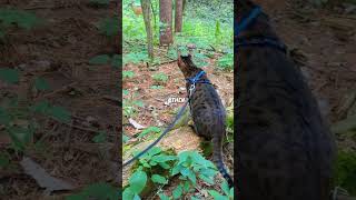 Joe Rogan talking about Wolves #joerogan #wolves #new
