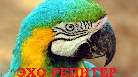 тест эхо-репитера