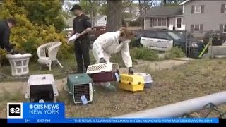 Over 100 cats rescued from New Jersey home