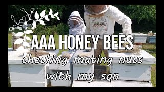 Checking mating nuc for mated queen