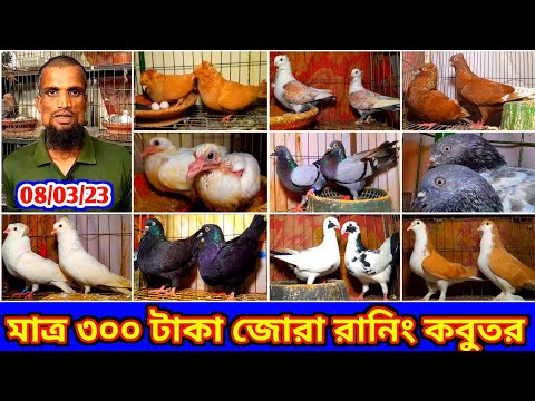 মাত্র ৩০০ টাকা জোরা রানিং কবুতর কিনুন | ফেন্সি কবুতর ৩০০ পিস | কম দামে কবুতর বিক্রি