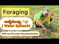 Foraging ಅಣ್ಣೆಸೊಪ್ಪು🌱 ( Water Spinach) with Ajji | monsoon special 🌧|