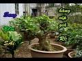 bonsai inspirational of vietnam i