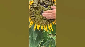 Thumbnail of Let's Check On The Sunflower Seed 🌻 #satisfying #short