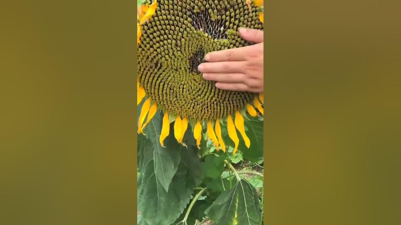 Let's Check On The Sunflower Seed 🌻 #satisfying #short
