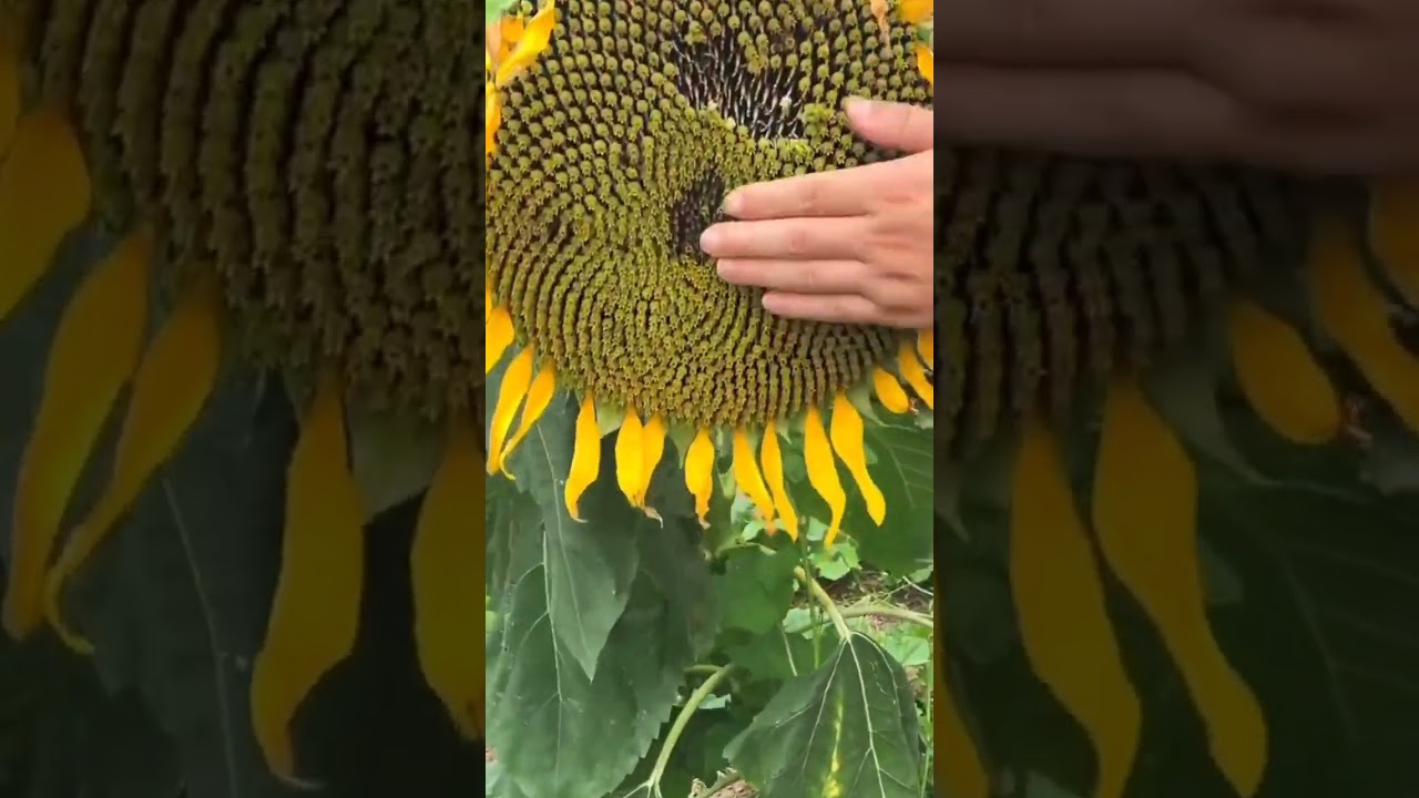 Watch Let's Check On The Sunflower Seed 🌻 #satisfying #short on YouTube Watch Let's Check On The Sunflower Seed 🌻 #satisfying #short on YouTube