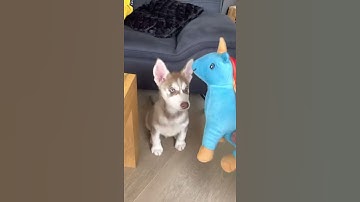 HUSKY PUPPY  HOWL #shorts