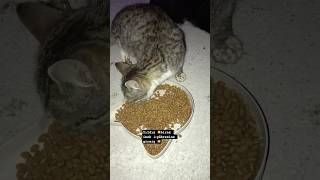 Yaramaz Yıldız 🤩 Çok acıkmış minnoşlar 😿 #catshorts