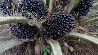 Sawit yang banyak buahnya
