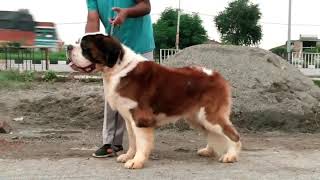 Azar From Gauravs Kennel