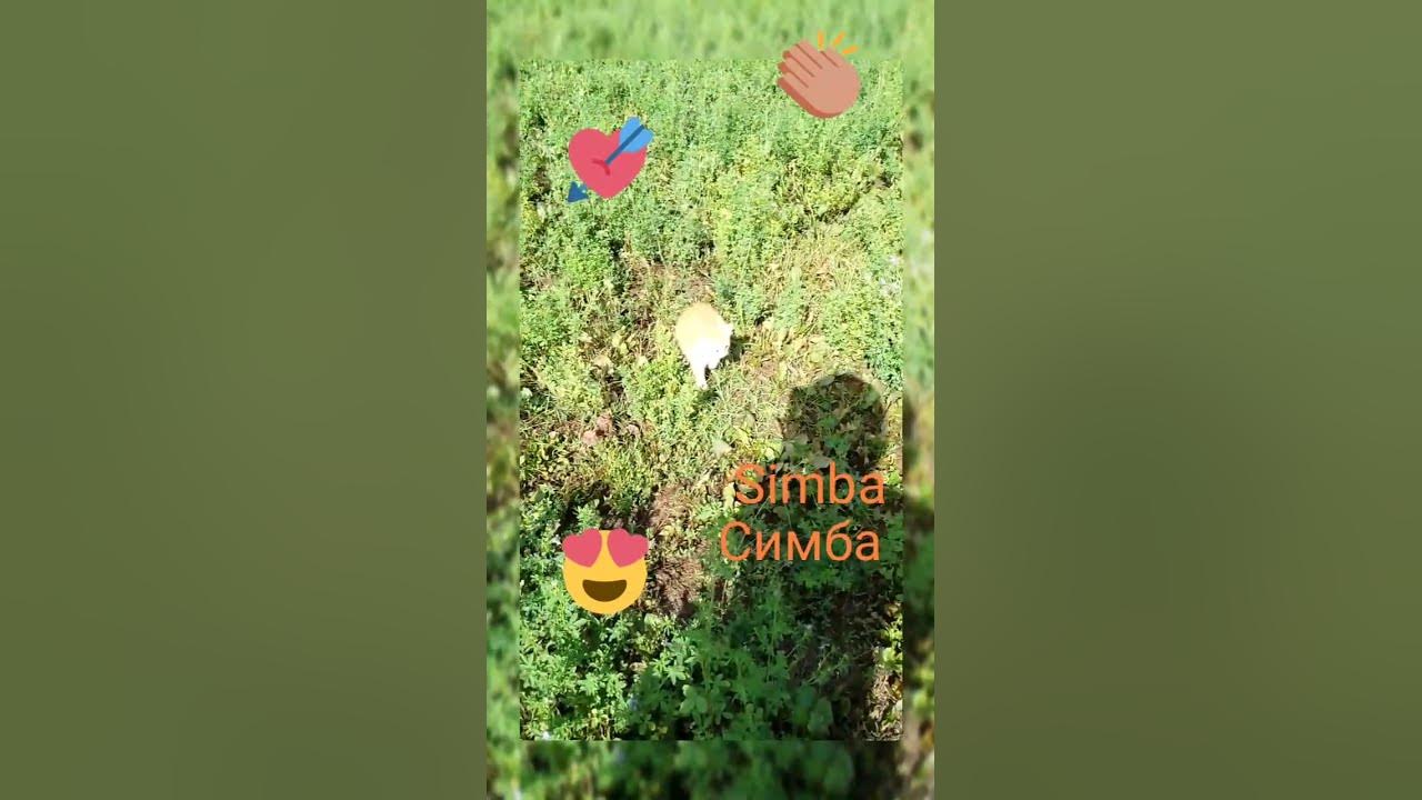 Симбачка 💚 💜 #симба #симбочка #котики #мяу - YouTube