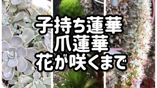 【多肉植物の花】オロスタキス属の一年　【子持ち蓮華と爪蓮華】