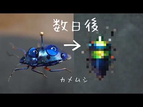 hqdefault.jpg