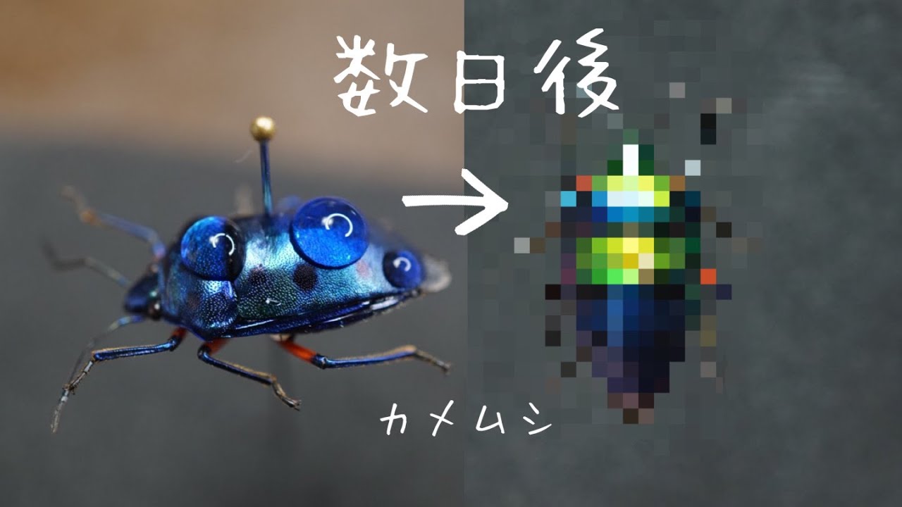 【カメムシ／発送方法修正】テレビ 大量発生「カメムシ」よく見かけるのは緑色？茶色？ 実は…地域によって