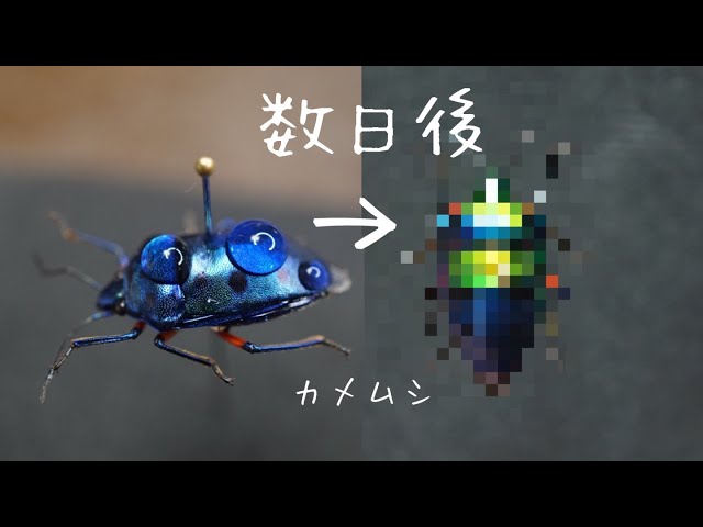 死後に色が復活したカメムシのその後…【ナナホシキンカメムシ】 - YouTube