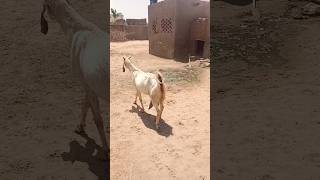 "Life on the Hot Sand 🌵 | Goat’s Struggle to Reach Her Farm"🙏🚀🙏🙏🌴🐐