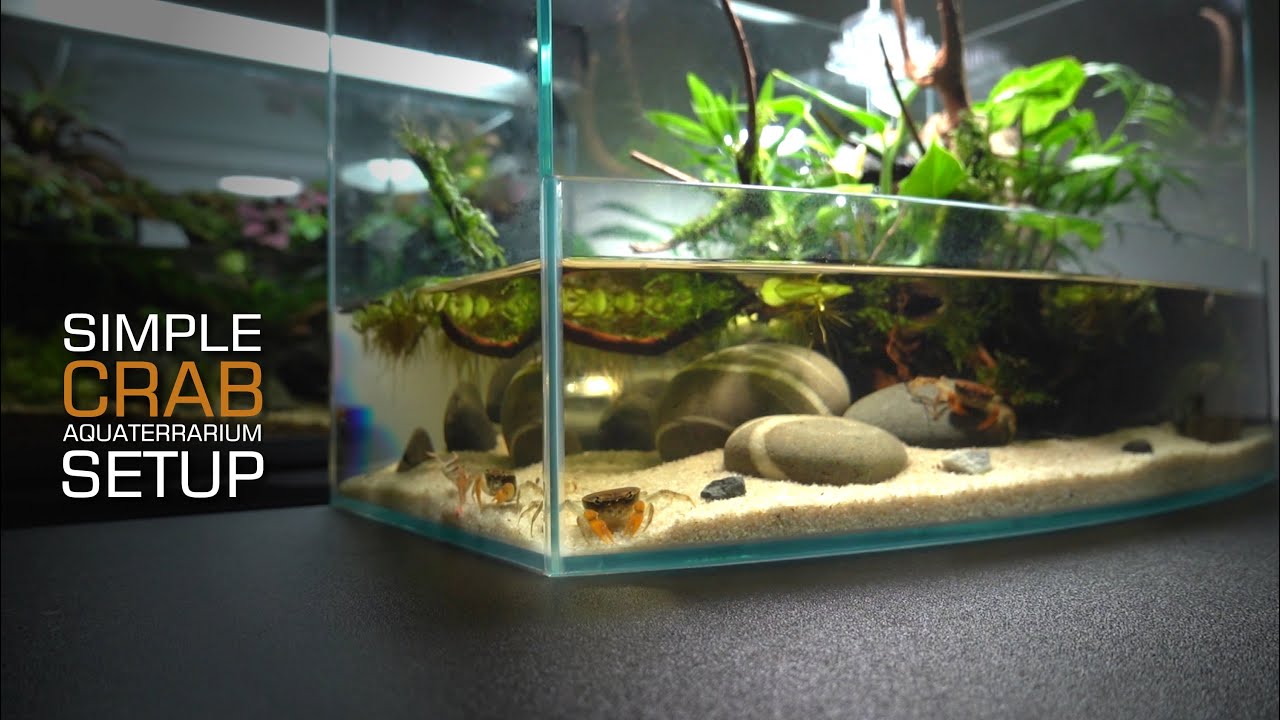 Setup Crab Tank Aquaterrauium l Paludarium l stepbystep l STARTING