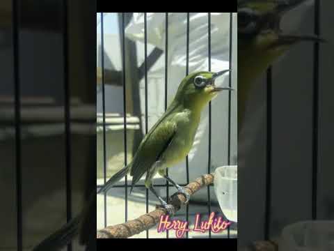 Masteran pleci wit wit witan panjang sejalur