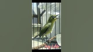 Masteran pleci wit wit witan panjang sejalur