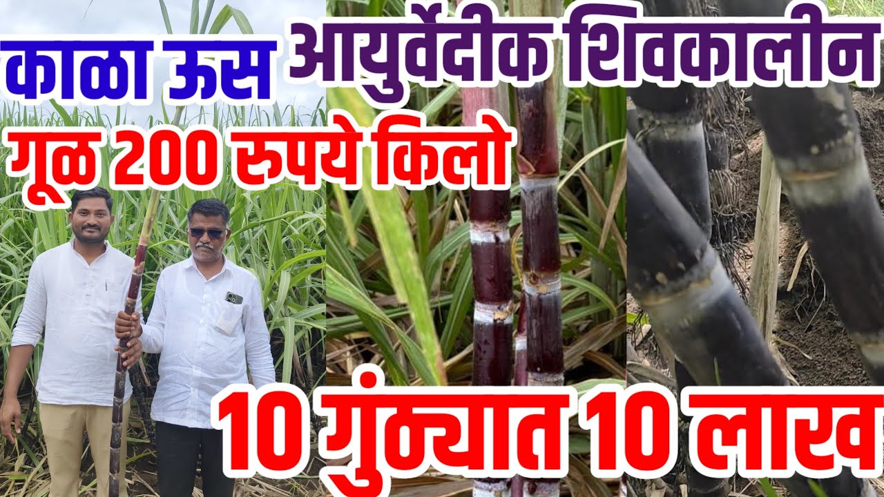 Black_sugercane,काळा ऊस,10 गुंठयात 10 लाख, आयुर्वेदिक शिवकालीन उसाचा गूळ 200 रुपये किलो,visionvarta
