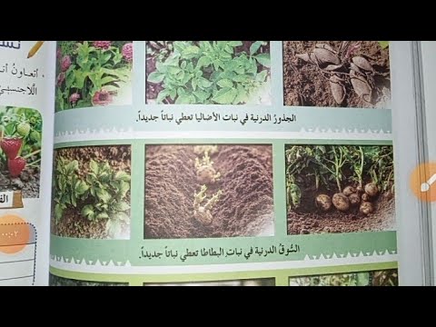 درس حياة نبتتي الصف السادس المنهاج السوري 