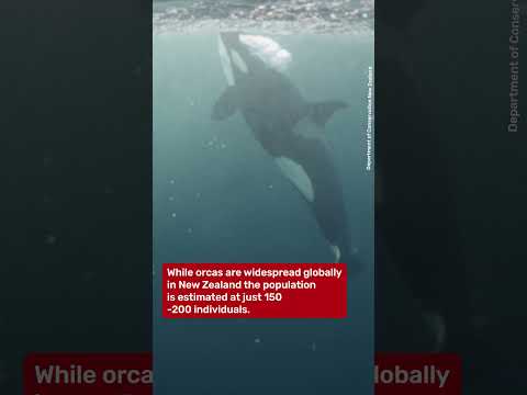 Orca ‘body slam’ incident in Auckland, New Zealand