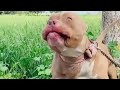 5 Top Quality Pitbulls Attitude Dashing Power punjab de pitbulls famous star