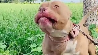 5 Top Quality Pitbulls Atude Dashing Power Punjab De Pitbulls Famous Star