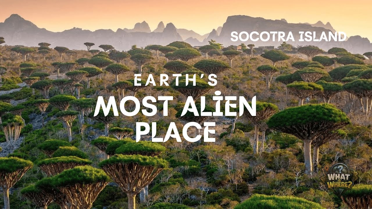 “Have you ever heard of Dragon Blood Trees” I What & Where