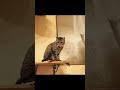 Funny Cat Videos - Cute Cats | Cat And Video #Shorts