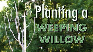 Planting a Weeping Willow